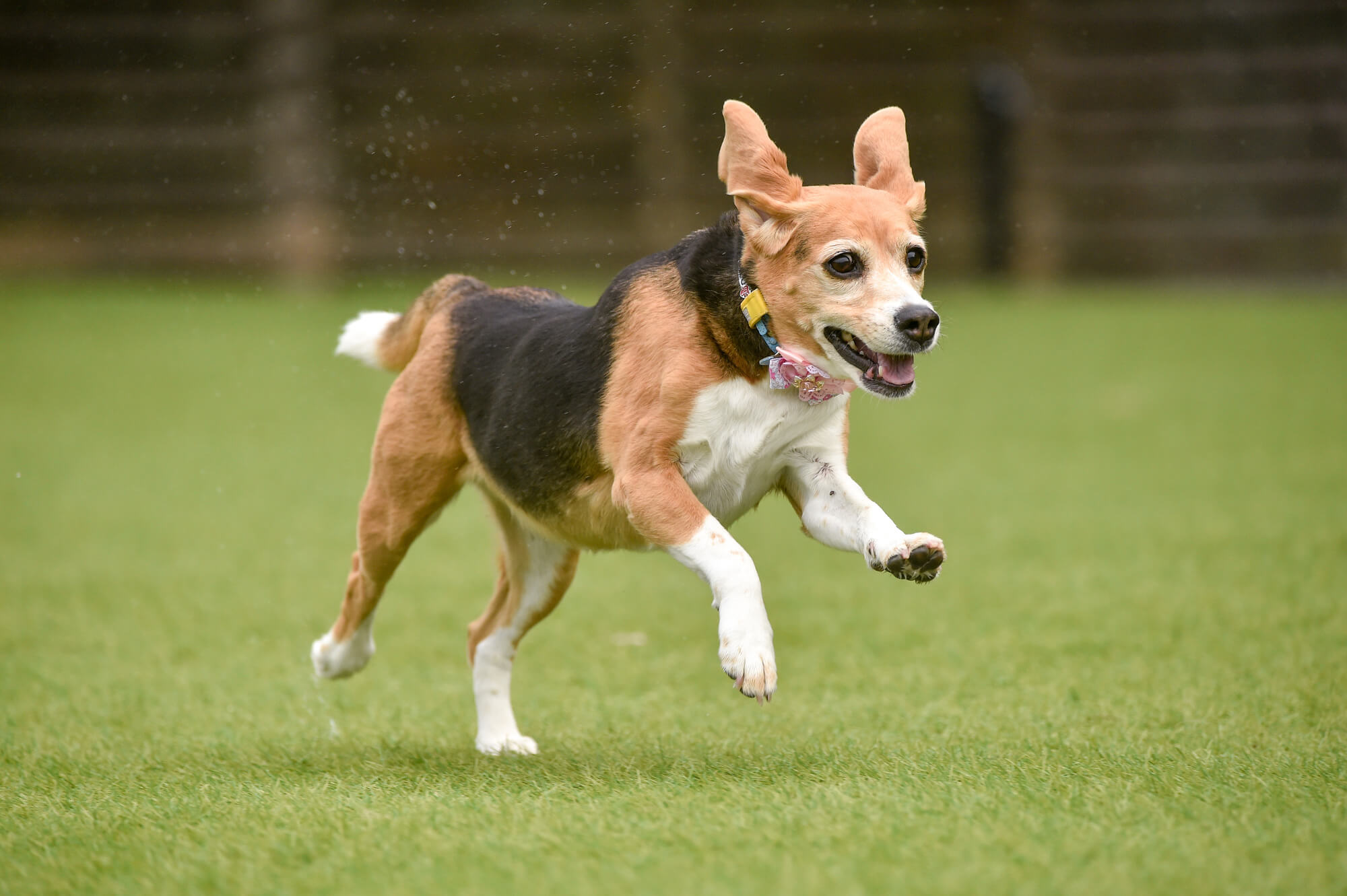 ビーグルの性格とは？特徴や飼い方など徹底解説